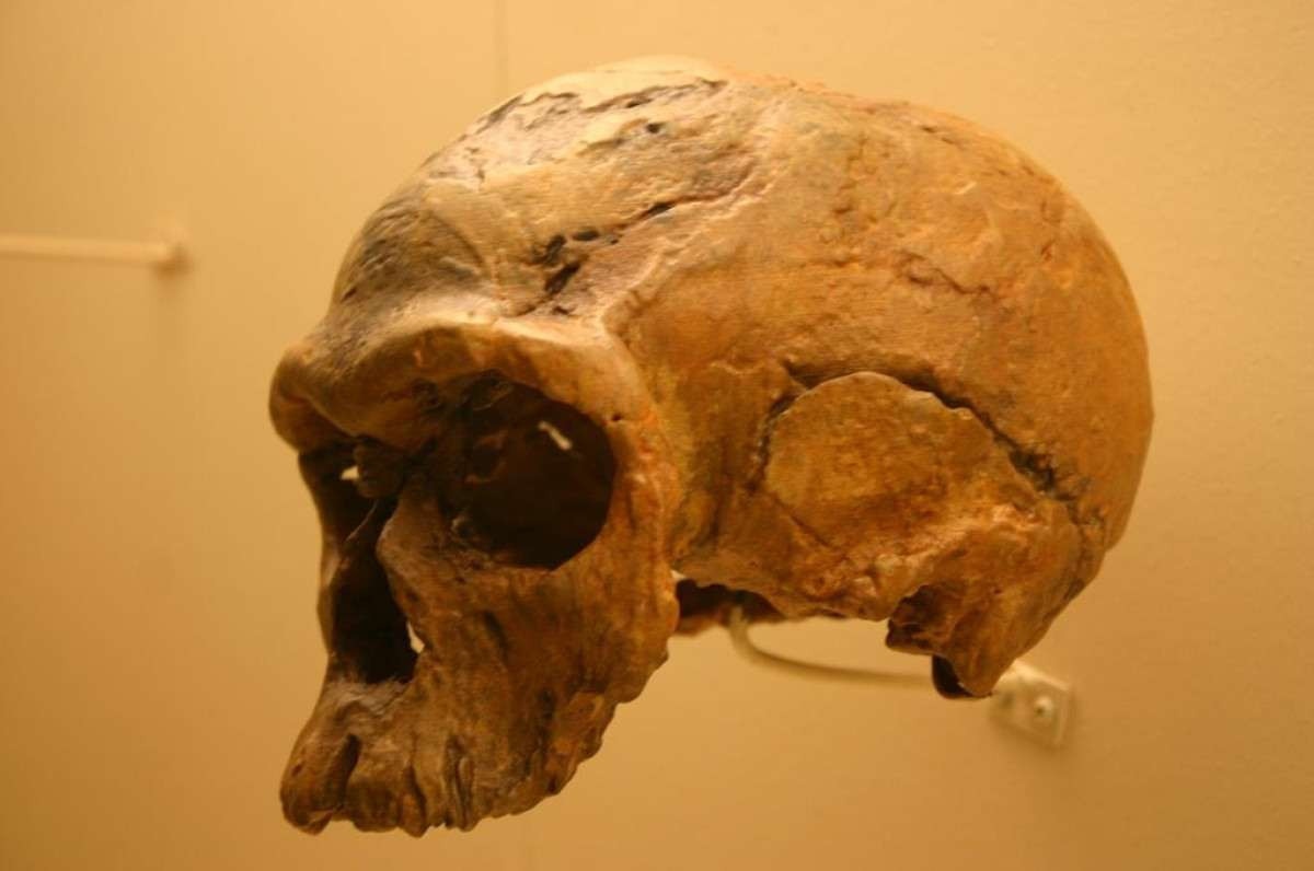 Osso de um Homo sapiens é encontrado em caverna neandertal