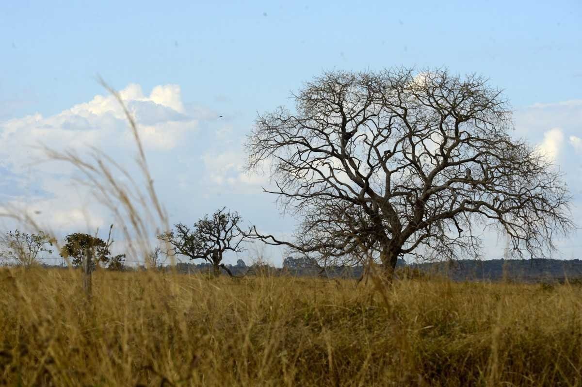 Com legislação frouxa de proteção das áreas nativas, o Cerrado é um dos biomas mais ameaçados do país -  (crédito:  Carlos Vieira/CB)