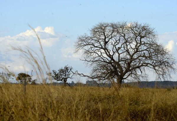 Com legislação frouxa de proteção das áreas nativas, o Cerrado é um dos biomas mais ameaçados do país