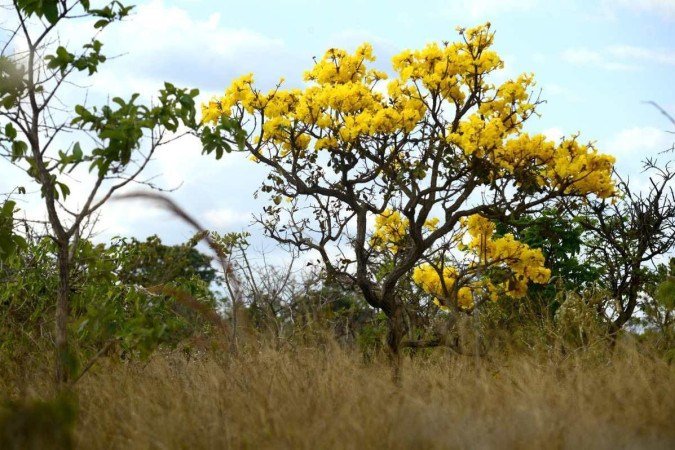 O Cerrado abriga 33% de toda a biodiversidade brasileira e detém as três maiores bacias hidrográficas da América do Sul - (crédito: Carlos Vieira/CB) O Cerrado abriga 33% de toda a biodiversidade brasileira e detém as três maiores bacias hidrográficas da América do Sul - (crédito: Carlos Vieira/CB)