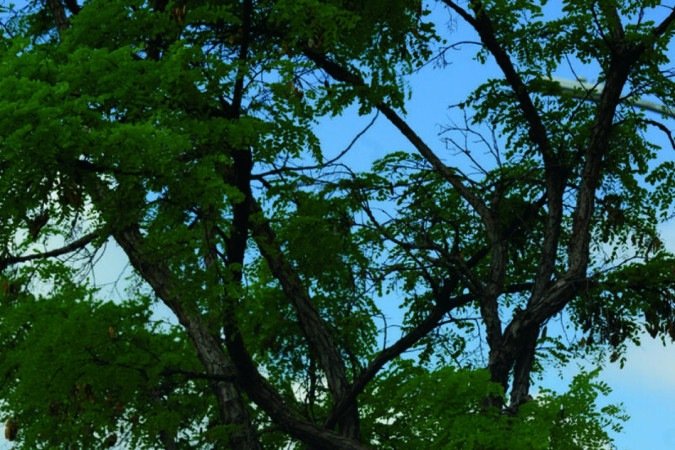  09/09/2023 Cr..dito: Carlos Vieira/CB. Cidades.  Dia do Cerrado.
    