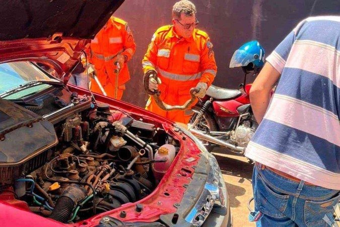 Bombeiros capturaram a cobra - (crédito: Divulgaçção/CBMG) Bombeiros capturaram a cobra - (crédito: Divulgaçção/CBMG)