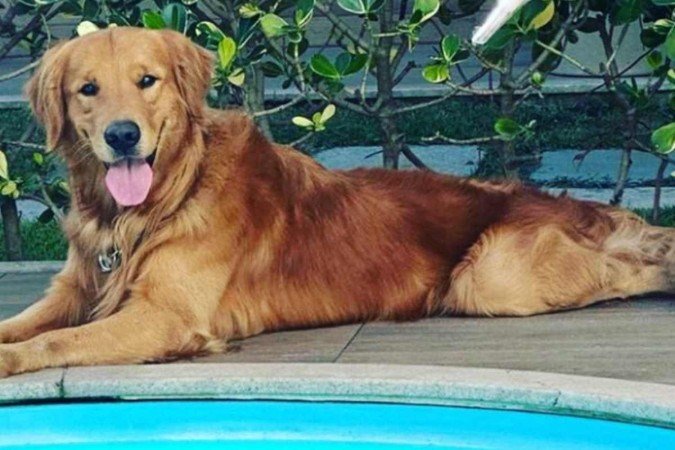 Nas redes sociais, a tutora e a irmã do animal pediram justiça por Churros - (crédito: Reprodução/Instagram @meugoldenchurros) Nas redes sociais, a tutora e a irmã do animal pediram justiça por Churros - (crédito: Reprodução/Instagram @meugoldenchurros)