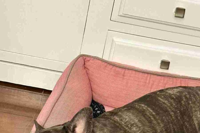 Cachorro da Gabriela Estrella deitado na sua caminha