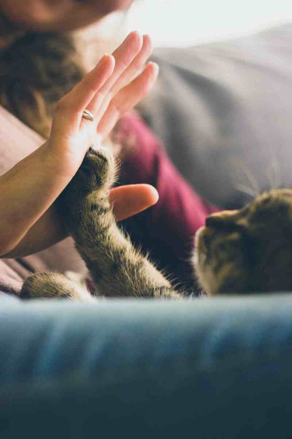 Gato tocando em uma mão humana Gato tocando em uma mão humana