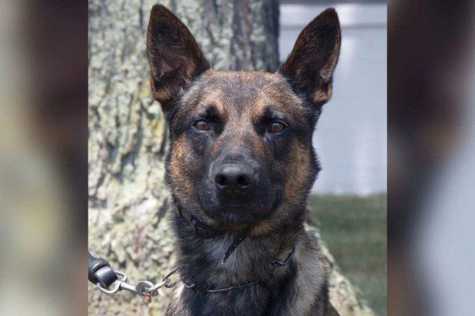Uso de Yoda, um cão policial (chamado em inglês de K-9), foi primordial para que agentes não empregassem força letal - (crédito: Serviço de Alfândegas e Proteção das Fronteiras dos EUA) Uso de Yoda, um cão policial (chamado em inglês de K-9), foi primordial para que agentes não empregassem força letal - (crédito: Serviço de Alfândegas e Proteção das Fronteiras dos EUA)