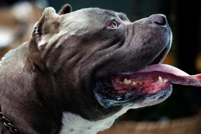 Episódios recentes de agressões protagonizados por cães Bully XL fizeram o Reino Unido anunciar banimento da raça, mas processo não é simples - (crédito: Reuters) Episódios recentes de agressões protagonizados por cães Bully XL fizeram o Reino Unido anunciar banimento da raça, mas processo não é simples - (crédito: Reuters)