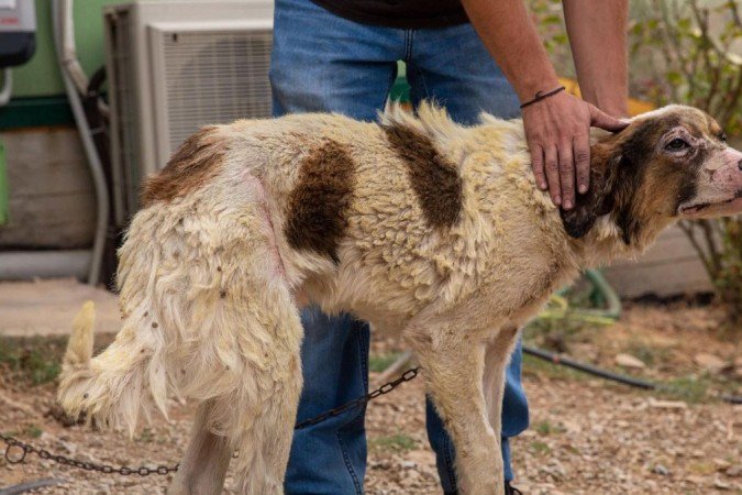 Rocco se perdeu na fumaça e foi encontrado dias depois com queimaduras - (crédito: BBC) Rocco se perdeu na fumaça e foi encontrado dias depois com queimaduras - (crédito: BBC)