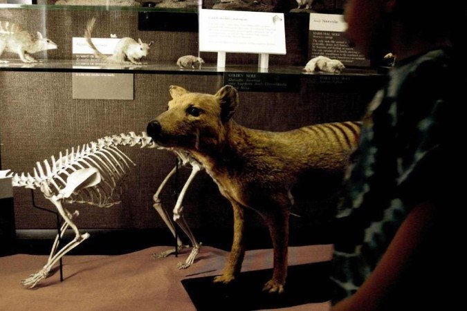 Exemplar de taxidermia de um tigre da Tasmânia: extinto por atividades humanas em 1933 - (crédito: CENZ, Divulgação ) Exemplar de taxidermia de um tigre da Tasmânia: extinto por atividades humanas em 1933 - (crédito: CENZ, Divulgação )