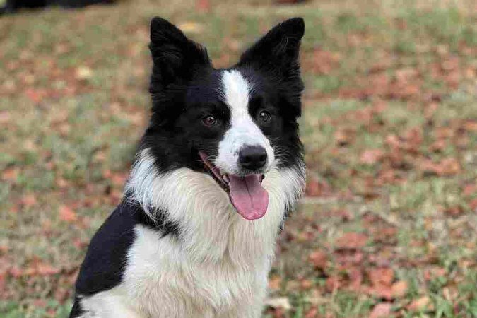 Floki é um border collie craque da altinha!