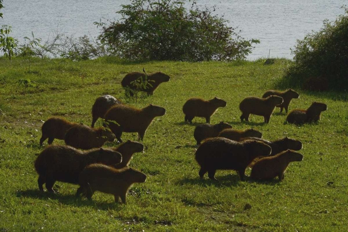 Criadores lucram com maus-tratos ao animais, diz pesquisa