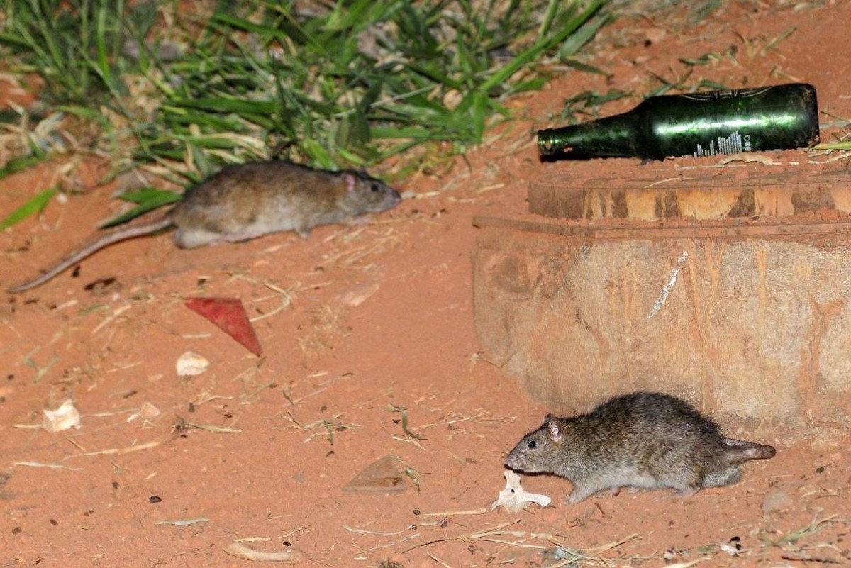 Homem encontra rato gigante no quintal de sua casa