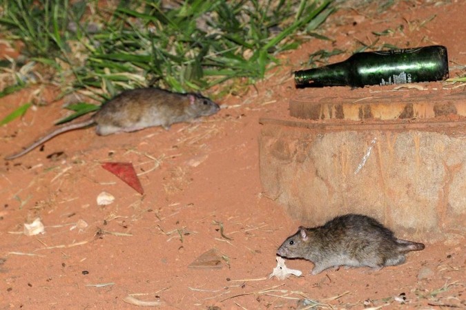 Brasília, onde os ratos tomaram o lugar dos candangos - ((o))eco