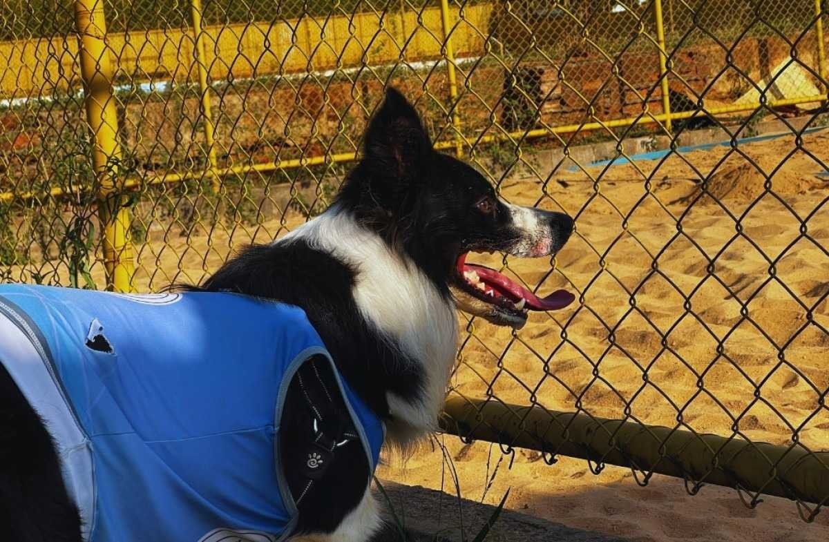 Cachorro faz sucesso nas redes sociais após viralizar em vídeos jogando futevôlei. Floki tem mais de 400 mil seguidores no TikTok e 100 mil no Instagram. 