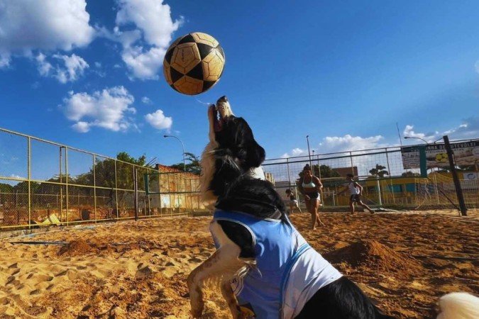 O cãozinho brasiliense Floki faz sucesso nas redes sociais pela habilidade no futevôlei.  -  (crédito: Samuel Calado / CB)