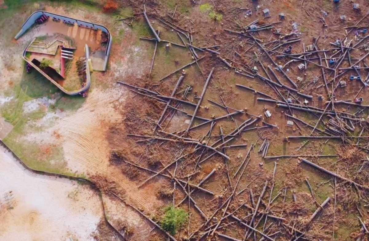 Imagens aéreas dos estacionamentos 3 e 4 do Parque da Cidade. A área passa pelo processo de remoção dos pinheiros. As árvores já estavam com mais de 40 anos e apresentavam risco aos visitantes. 