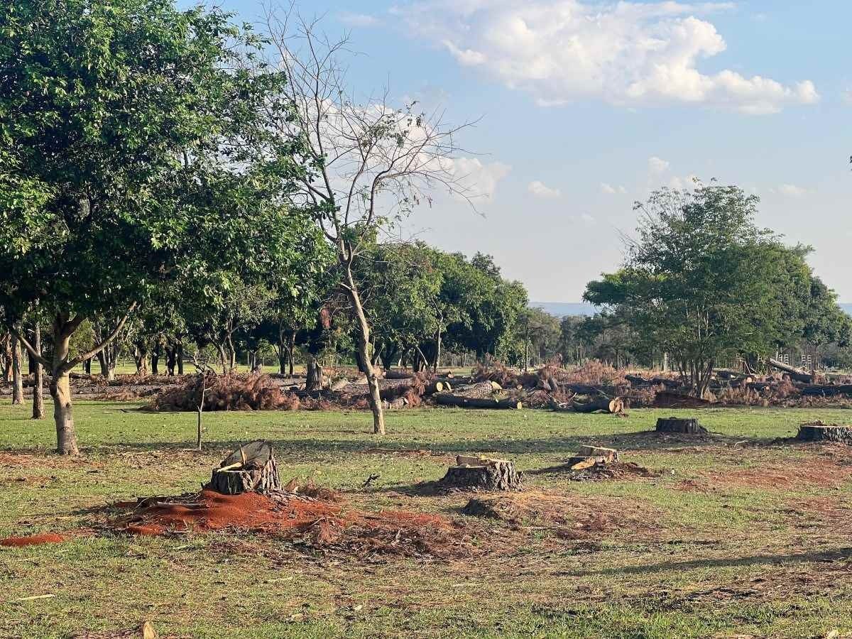Tocos dos pinheiros removidos do Parque da Cidade. 