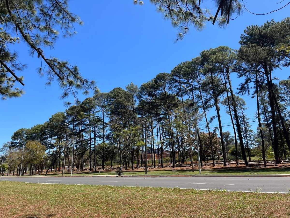 Últimos pinheiros do bosque do Parque da Cidade. 
