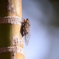 Eclosão de cigarras no atual período chuvoso do DF -  (crédito: Minervino Júnior/CB/D.A.Press)