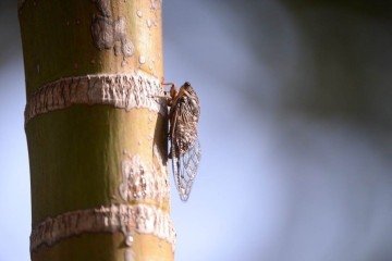 Eclosão de cigarras no atual período chuvoso do DF -  (crédito: Minervino Júnior/CB/D.A.Press)