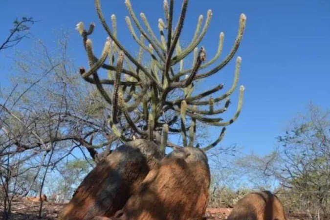 O mandacaru é uma planta nativa do Brasil, adaptada às condições climáticas do Semiárido. Ela consegue reter uma quantidade grande de água em suas raízes, talos ou folhas