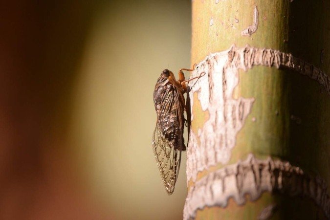 Com a chegada da primavera, inúmeras cigarras podem ser vistas nas árvores do Plano Piloto - (crédito: Minervino Júnior/CB/D.A.Press) Com a chegada da primavera, inúmeras cigarras podem ser vistas nas árvores do Plano Piloto - (crédito: Minervino Júnior/CB/D.A.Press)
