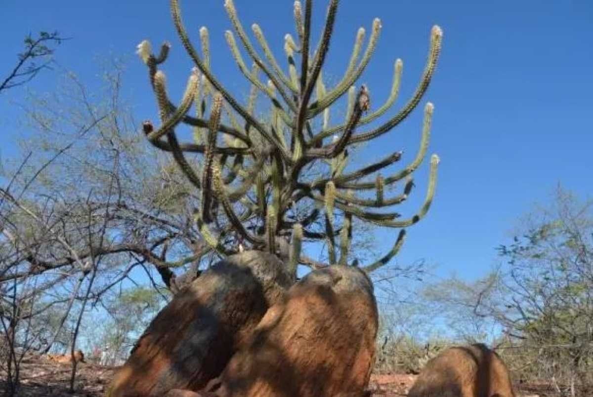 O mandacaru é uma planta nativa do Brasil, adaptada às condições climáticas do Semiárido. Ela consegue reter uma quantidade grande de água em suas raízes, talos ou folhas