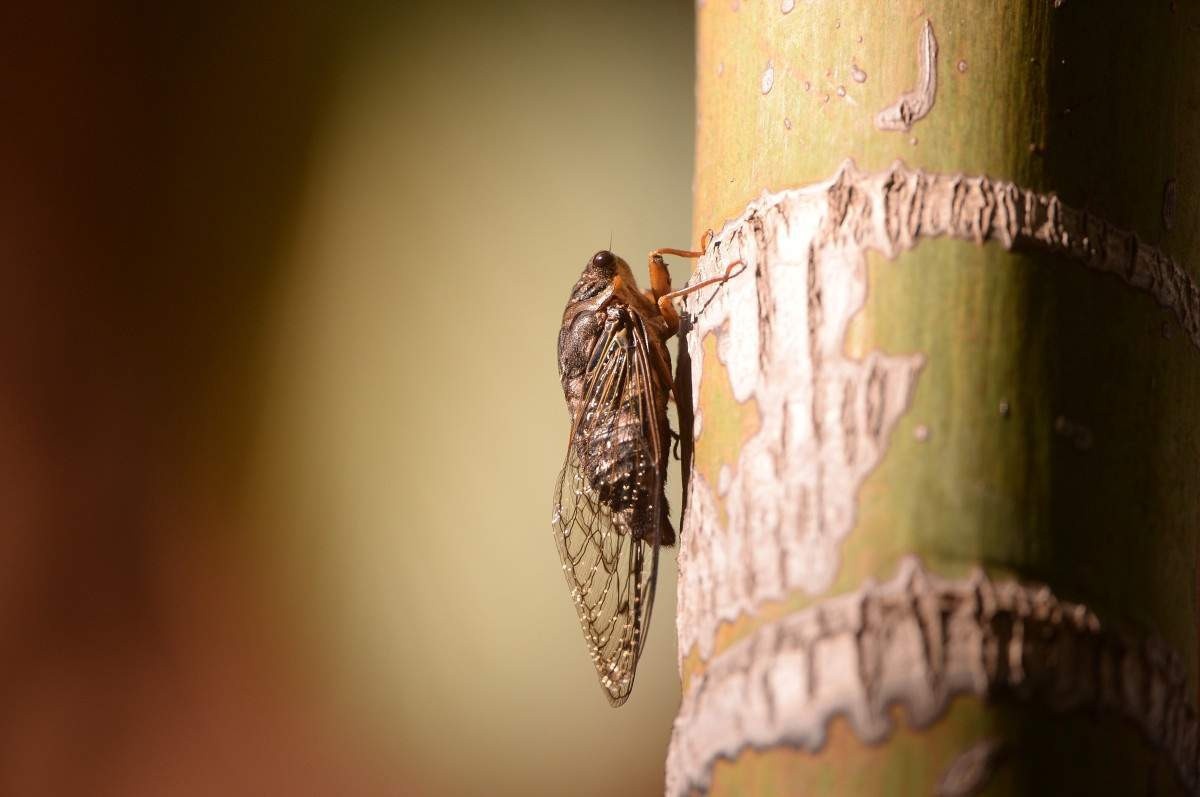 Barulho ou inspiração? Canto das cigarras divide opinião de brasilienses 