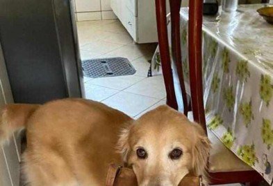 Kaio também ensinou o pet a pegar objetos 