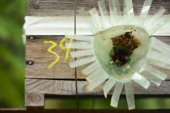  Criação de abelhas e produção de mel na Fercal. 