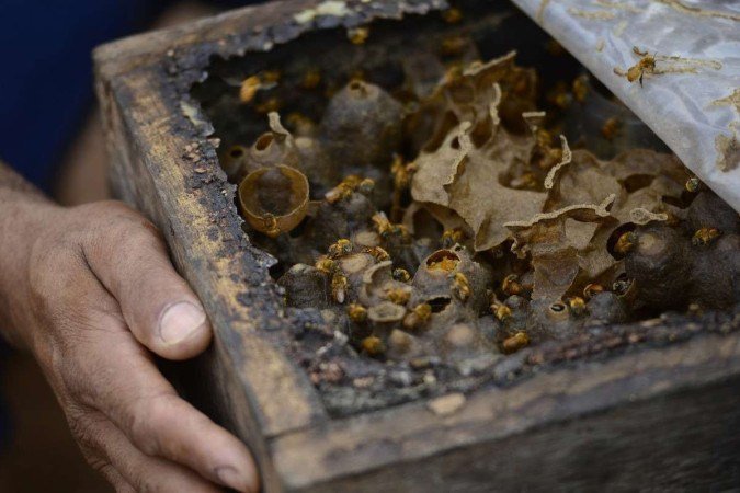  27/09/2023  Crédito: Carlos Vieira/CB/DA Press. Brasília, DF. Cidades. Criação de abelhas e produção de mel na Fercal. 