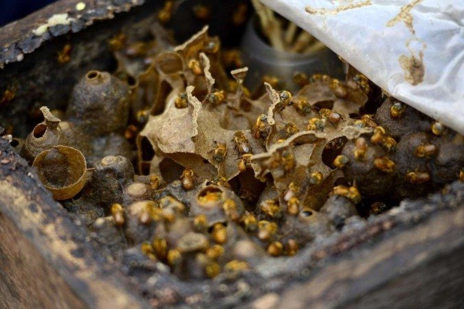  27/09/2023  Crédito: Carlos Vieira/CB/DA Press. Brasília, DF. Cidades. Criação de abelhas e produção de mel na Fercal. 