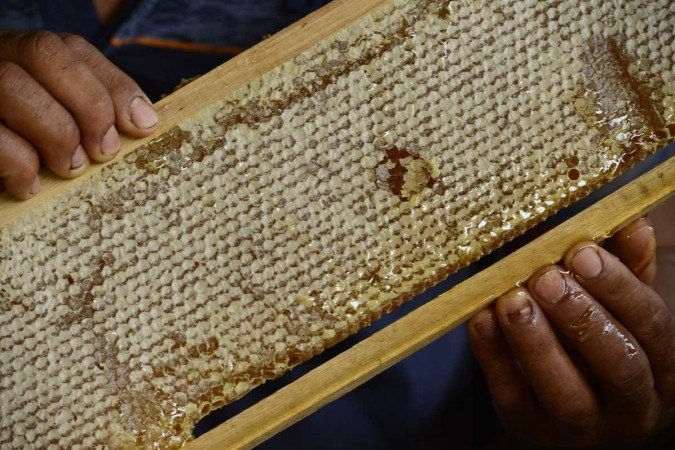  27/09/2023  Crédito: Carlos Vieira/CB/DA Press. Brasília, DF. Cidades. Criação de abelhas e produção de mel na Fercal. 