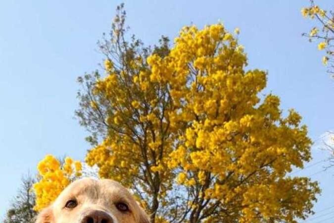 Frederico agora já consegue passear sem precisar de guias, graças ao adestramento.