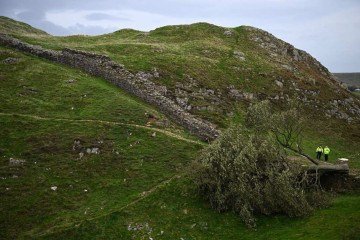 A árvore em Sycamore Gap, um ícone querido da paisagem que ficou famoso quando apareceu no filme de Kevin Costner, de 1991, Robin Hood: Príncipe dos Ladrões. -  (crédito:  Oli SCARFF / AFP)