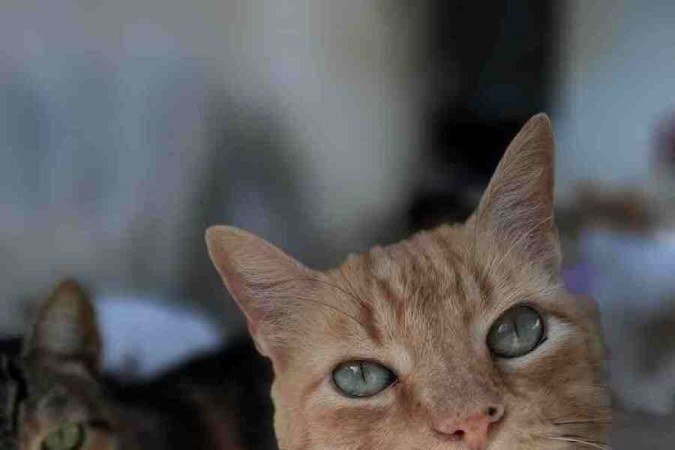 Gatos da Sociedade Humanitária Brasileira 