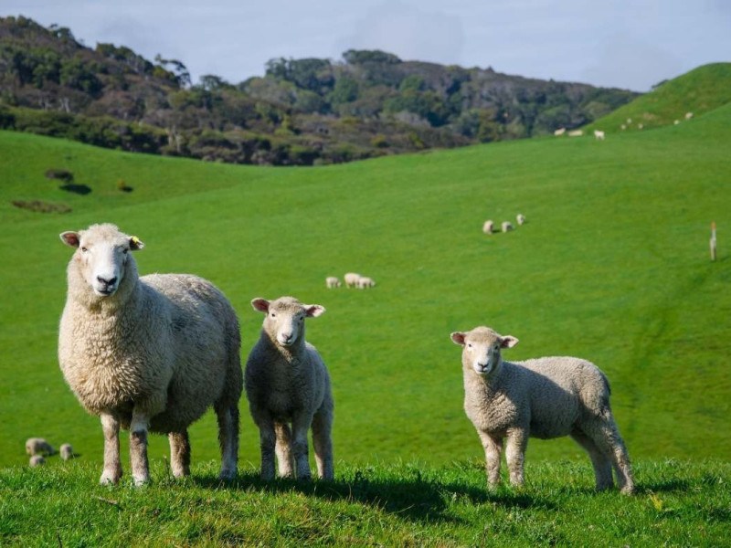 Os animais que já invadiram o campo