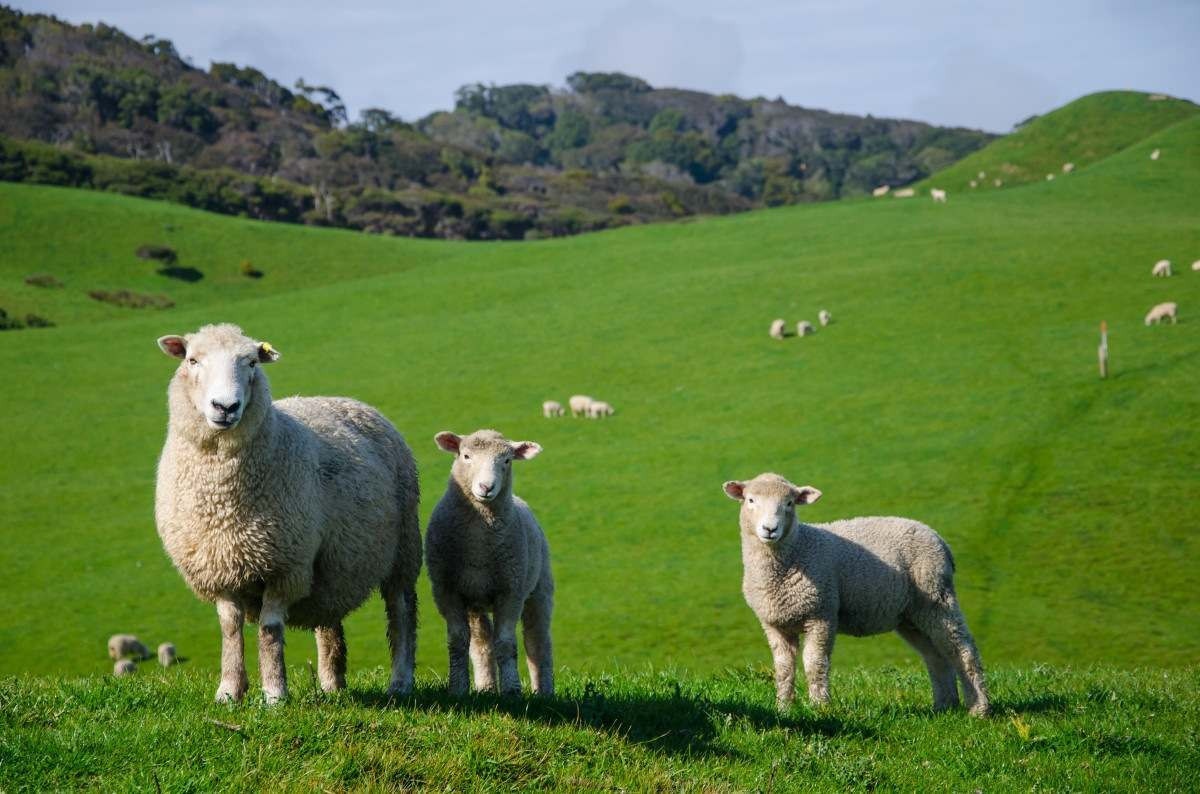 Ovelhas comem 100 kg de maconha em fazenda: 