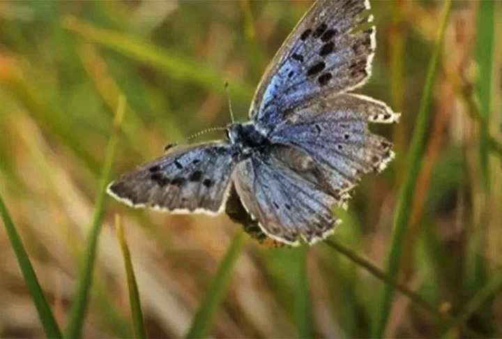 A Grande Borboleta Azul, que era considerada extinta desde 1870, reapareceu em agosto de 2022 na Inglaterra para alegria geral. O FLIPAR mostrou na ocasião.  -  (crédito: reprodução youtube Conexão Planeta)