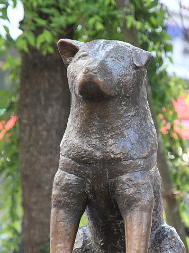 Conheça Hachiko, o cão 'mais fiel do mundo'