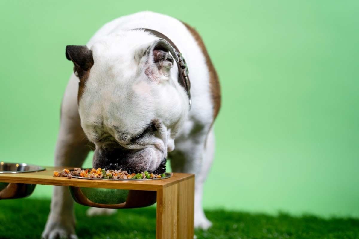 Veterinário alerta que fisiologia de pets pe para o consumo de proteína animal Dog eat