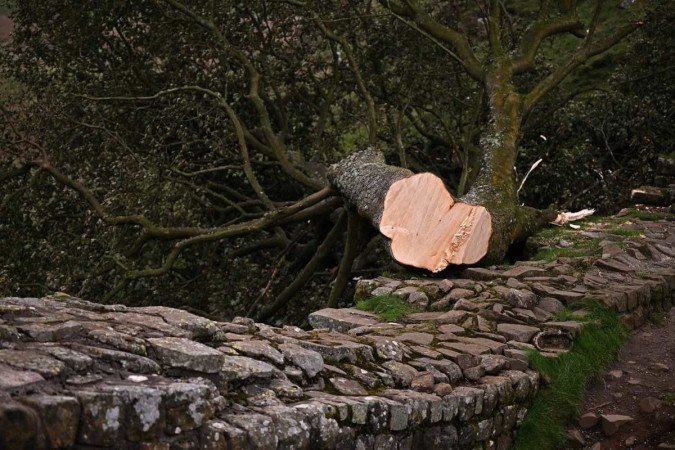 A árvore Sycamore Gap fica próxima a Muralha de Adriano, perto de Hexham, norte da Inglaterra - (crédito: Oli SCARFF / AFP) A árvore Sycamore Gap fica próxima a Muralha de Adriano, perto de Hexham, norte da Inglaterra - (crédito: Oli SCARFF / AFP)