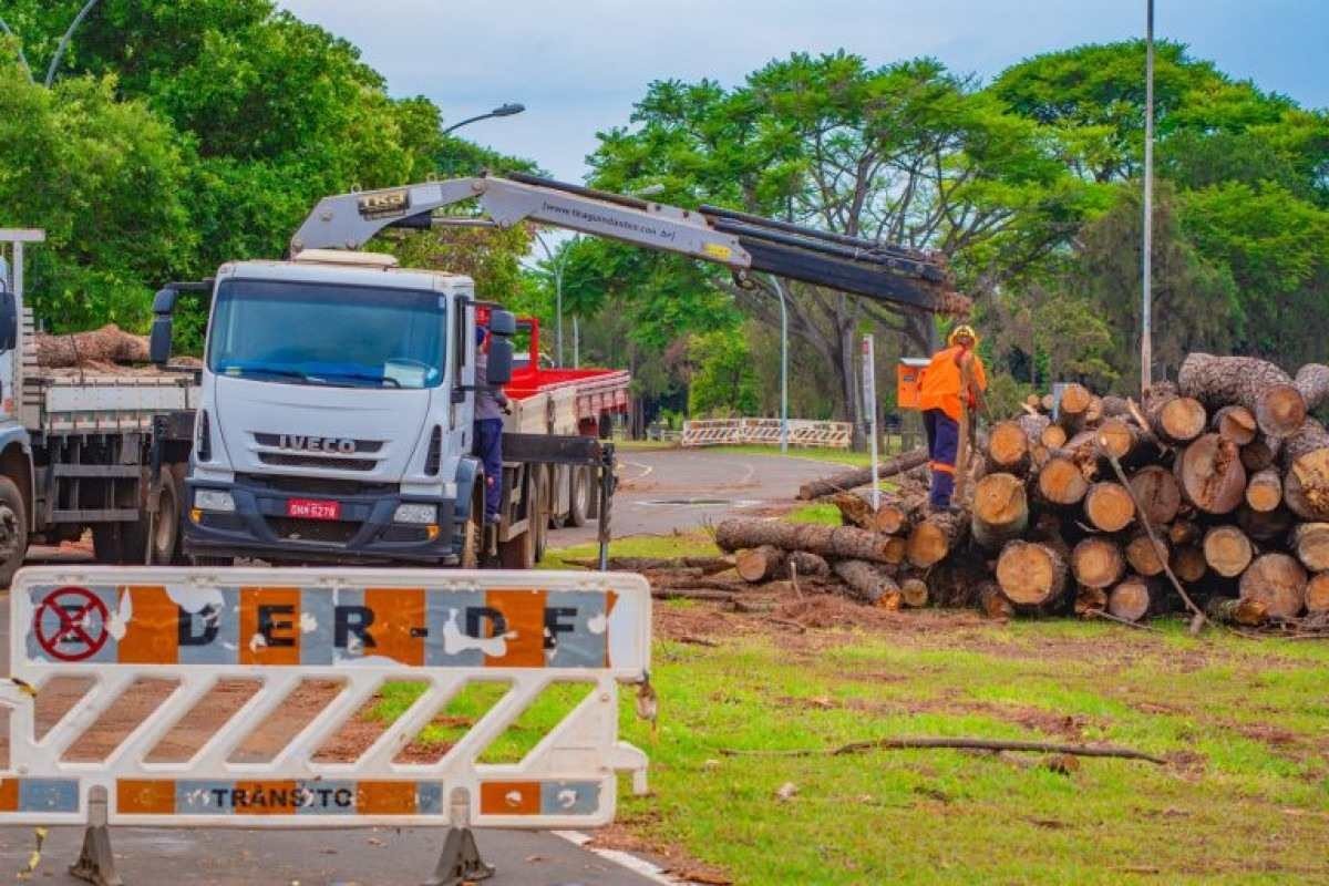 GDF finaliza etapa de retirada dos pinheiros do Parque da Cidade