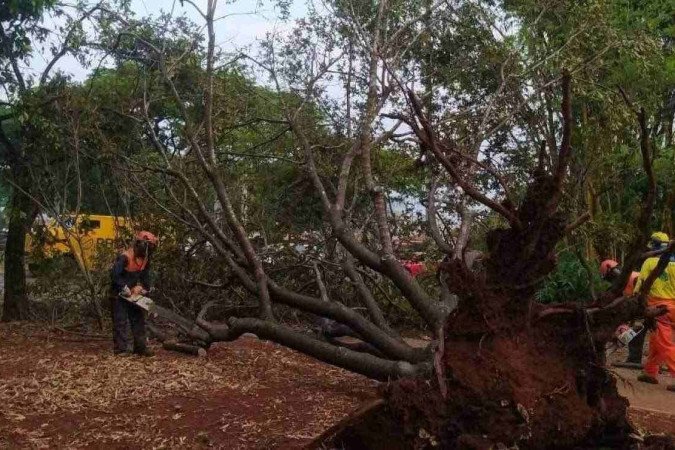 Após forte chuva, operários da Novacap cortam galhos de árvore, na Praça da Bíblia, no Gama - (crédito: Divulgação/Novacap) Após forte chuva, operários da Novacap cortam galhos de árvore, na Praça da Bíblia, no Gama - (crédito: Divulgação/Novacap)