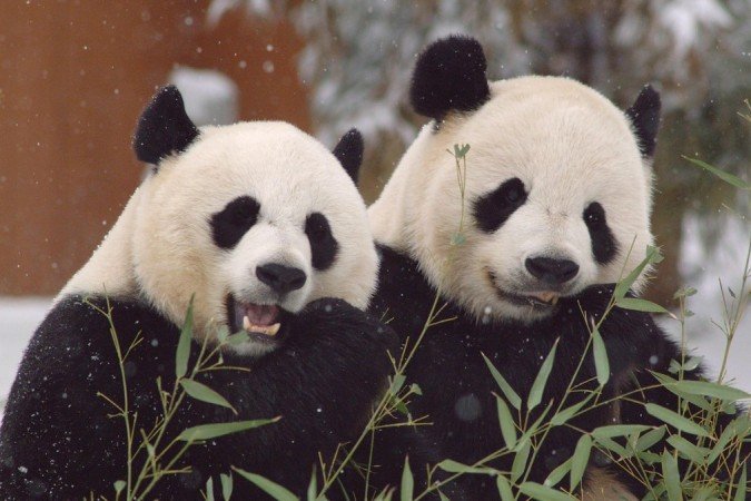 Mei Xiang e Tian Tian chegaram ao zoológico de Washington em 2000, em um empréstimo inicial de 10 anos que foi renovado mais de uma vez - (crédito: Smithsonian’s National Zoo) Mei Xiang e Tian Tian chegaram ao zoológico de Washington em 2000, em um empréstimo inicial de 10 anos que foi renovado mais de uma vez - (crédito: Smithsonian’s National Zoo)