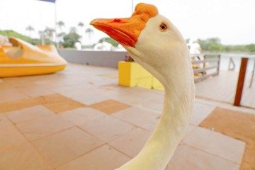 Bené e o pai vieram da fazenda de um dos frequentadores do parque -  (crédito:  LUCIO BERNARDO JR)