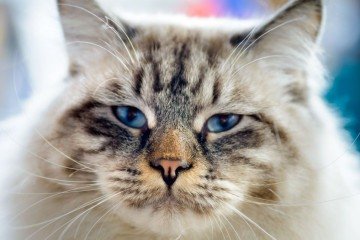 GATO - (Crédito: Sergeyskleznev/Envato)