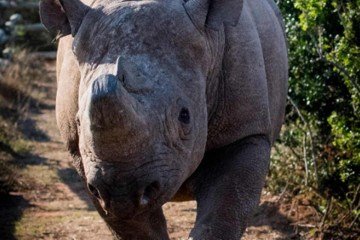 Munu estava sendo cercado por leões e poderia ter sido atacado -  (crédito: Reprodução/site Shannon Elizabeth)