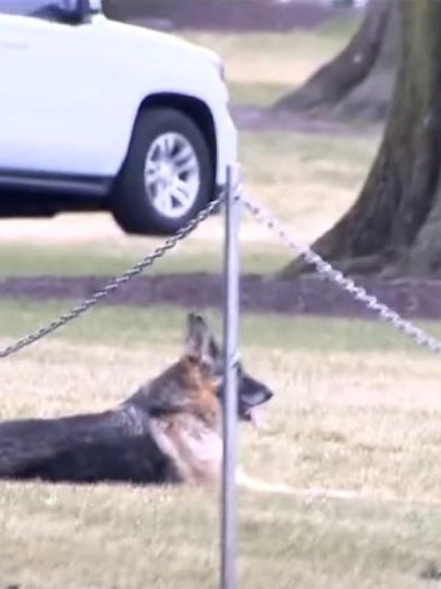 Cachorro de Biden morde agente do serviço secreto dos EUA