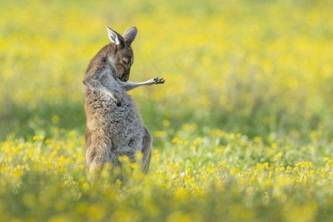 'Comédia na vida selvagem': as impressionantes imagens de prêmio de fotografia de animais - (crédito: JASON MOORE/COMEDY WILDLIFE PHOTOGRAPHY AWARDS) 'Comédia na vida selvagem': as impressionantes imagens de prêmio de fotografia de animais - (crédito: JASON MOORE/COMEDY WILDLIFE PHOTOGRAPHY AWARDS)